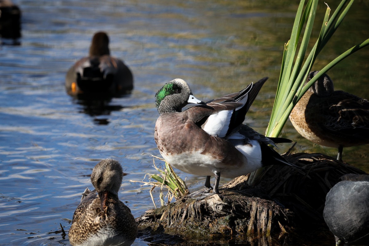 Свищ американський - ML647486996