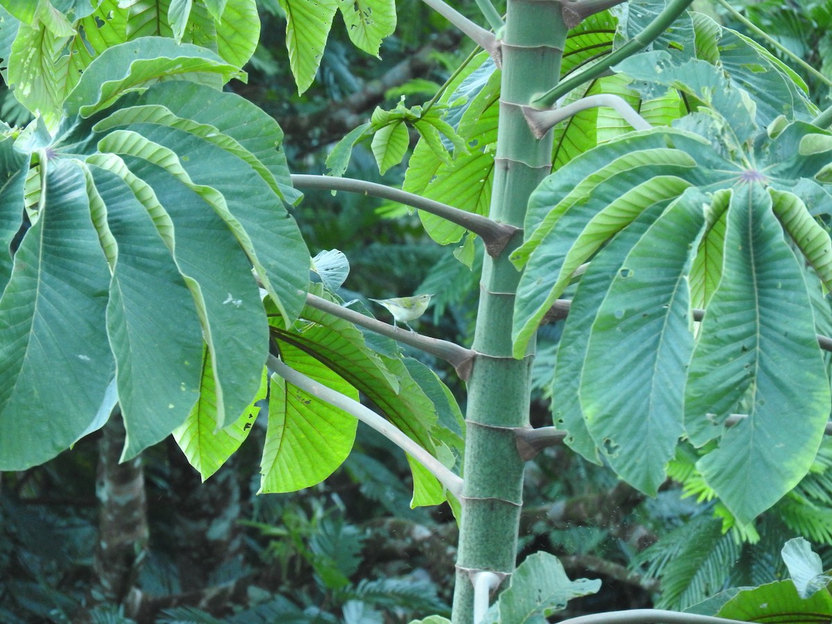 Tennesse Ötleğeni - ML647486997