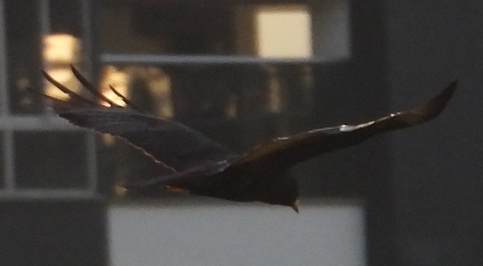 Akbaba Şahini - ML647487007