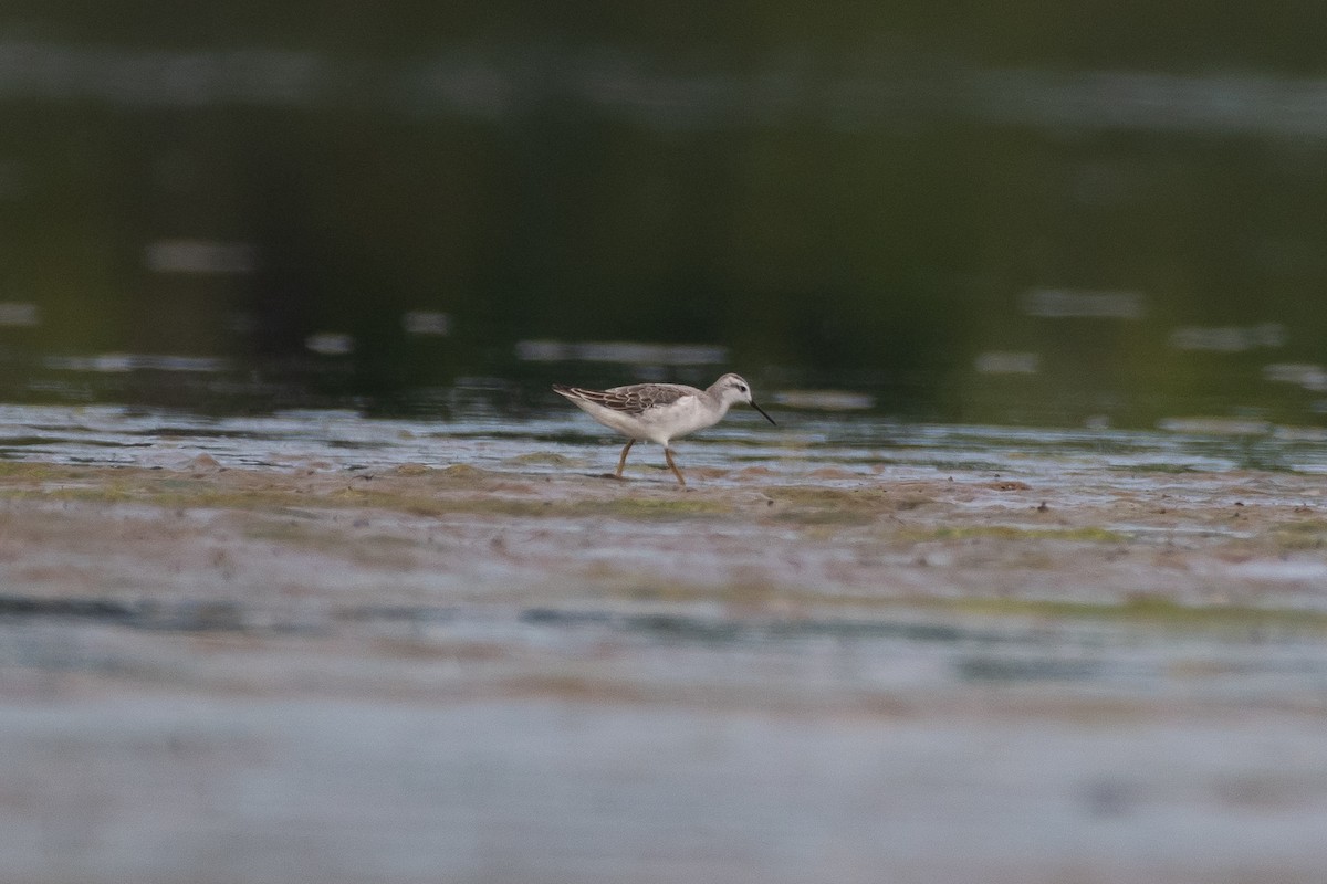 Wilson's Phalarope - ML647487011