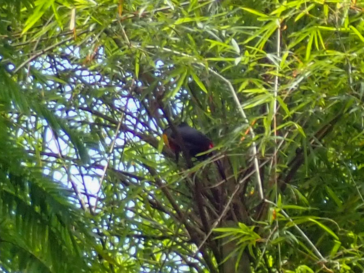 Channel-billed Toucan - ML647487013