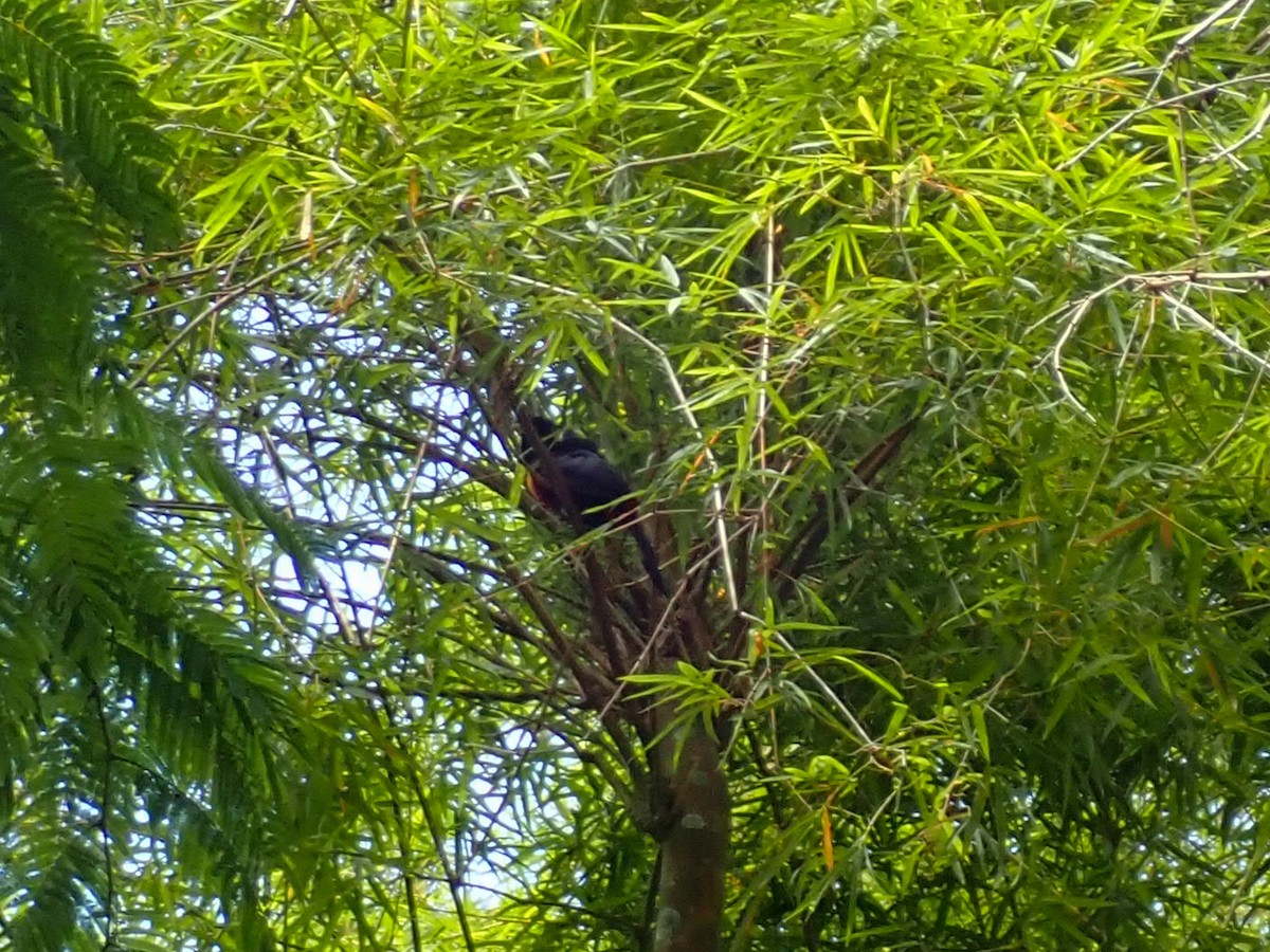 Channel-billed Toucan - ML647487014