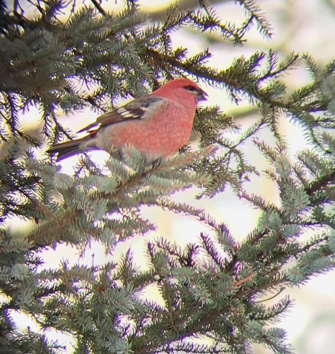 Hakengimpel - ML647487027