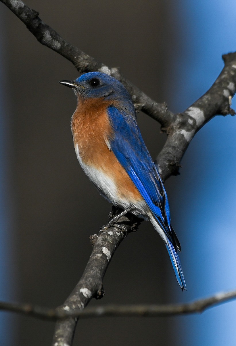 Eastern Bluebird - ML647487031