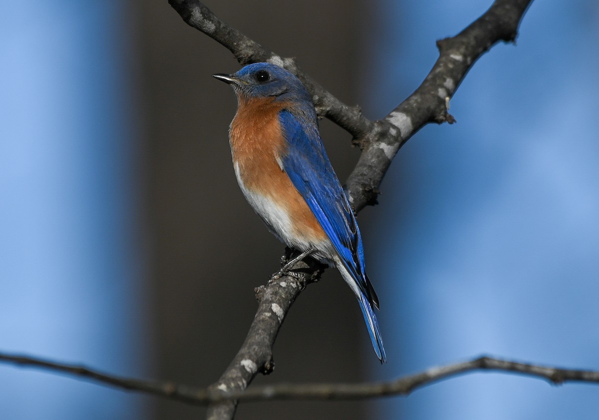 Eastern Bluebird - ML647487032