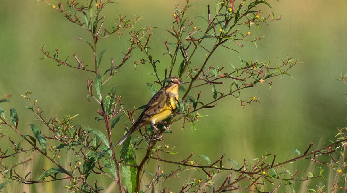 גיבתון צווארון - ML647487048