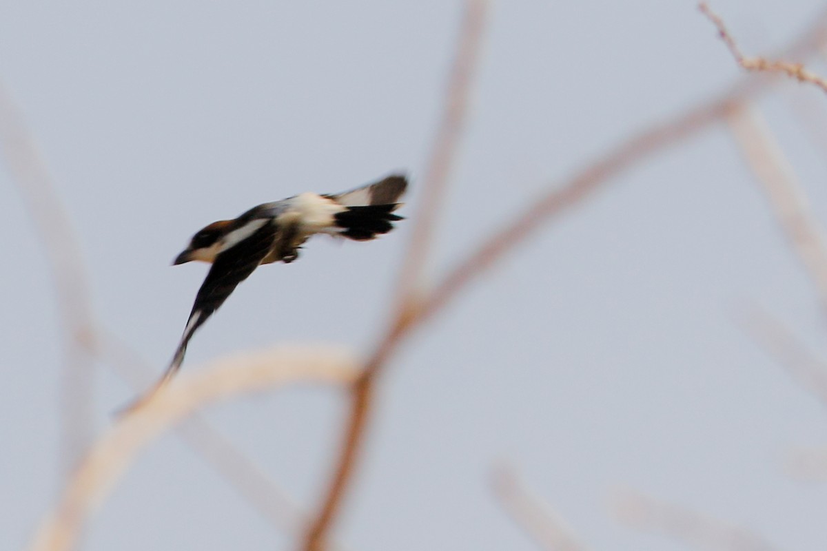 Woodchat Shrike - ML647487056
