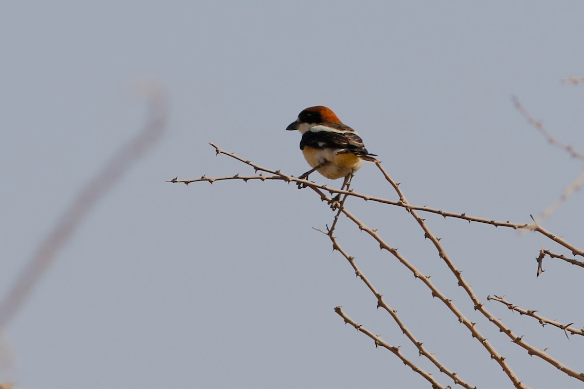 Woodchat Shrike - ML647487057