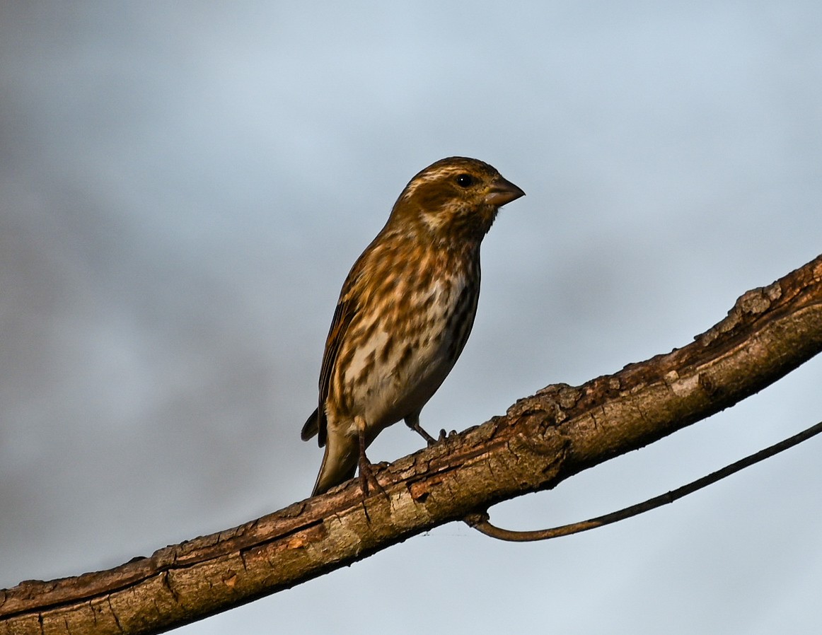 ムラサキマシコ - ML647487060