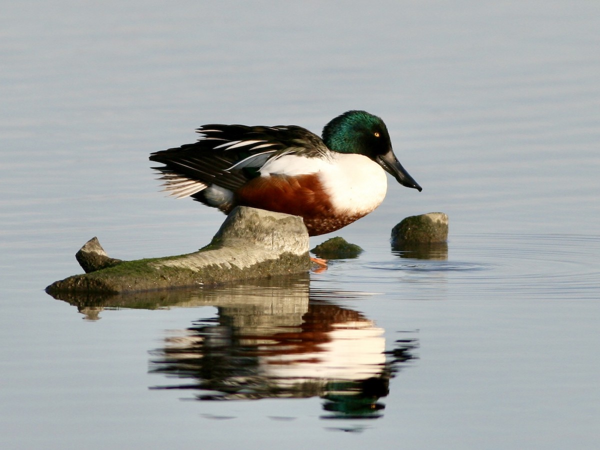 Northern Shoveler - ML647487067