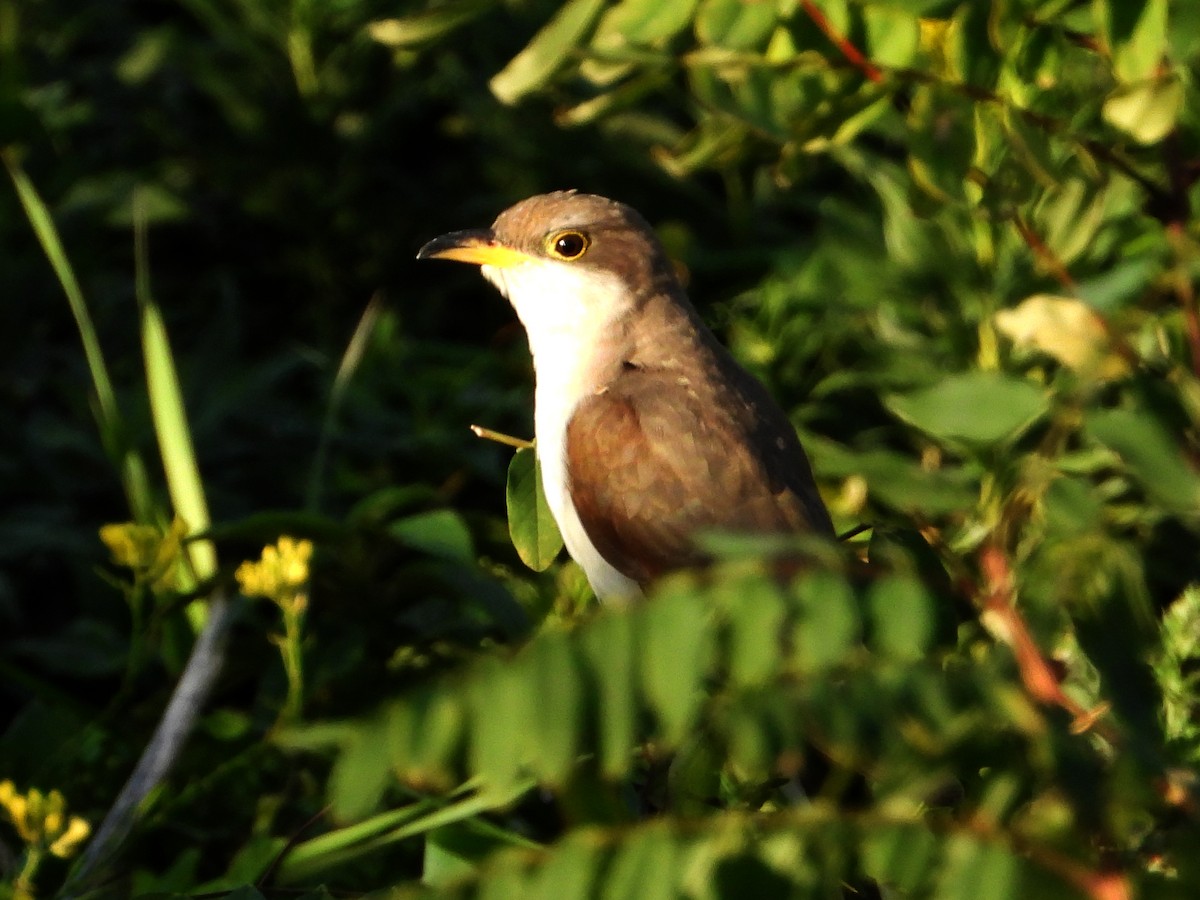 Yellow-billed Cuckoo - ML647487071