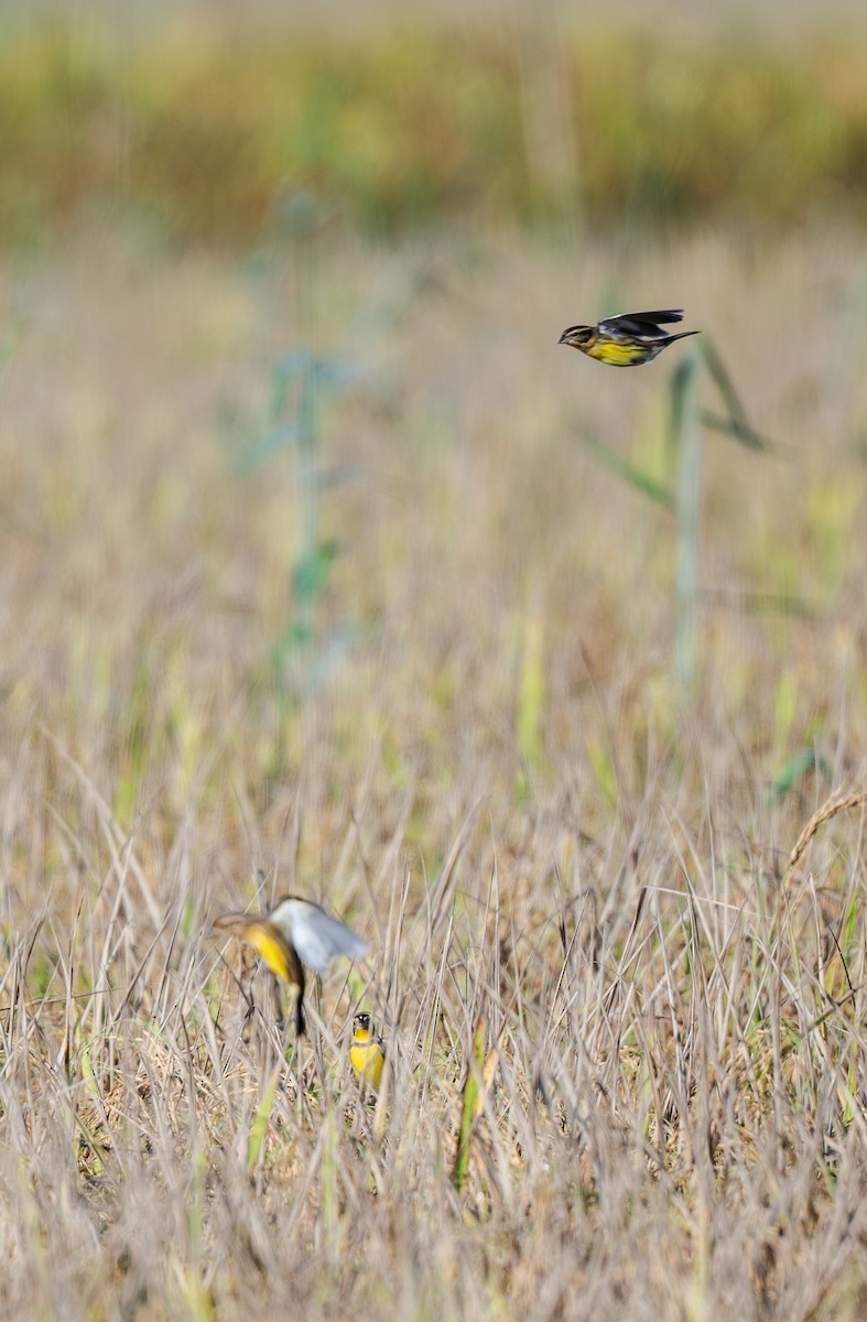 גיבתון צווארון - ML647487078