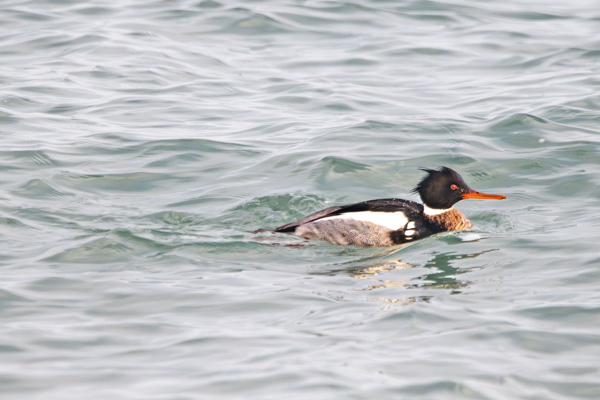 מרגון בינוני - ML647487081