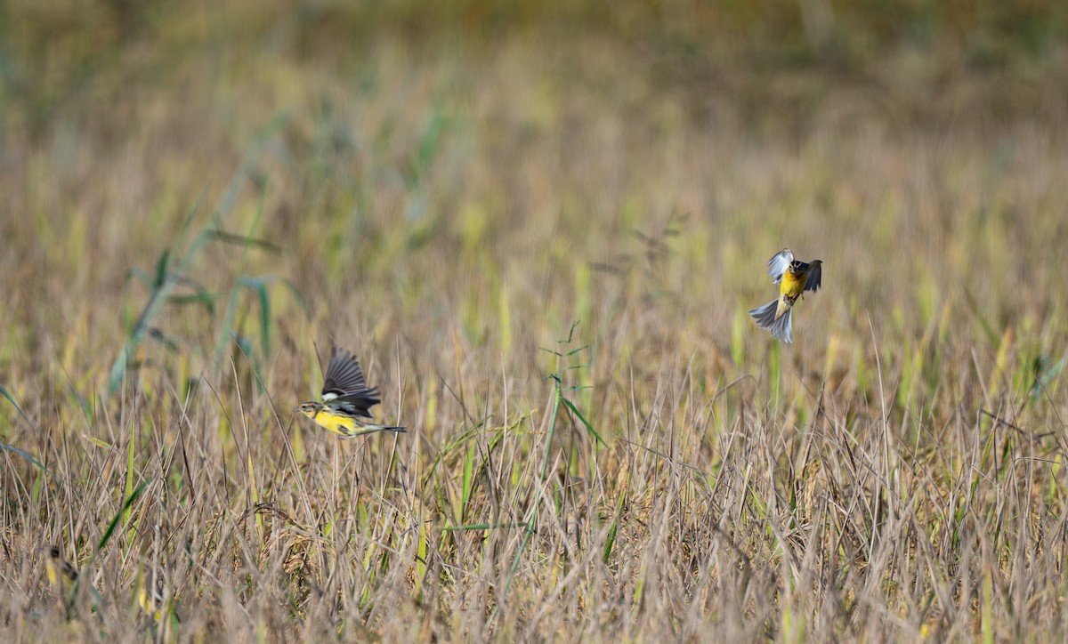 גיבתון צווארון - ML647487083
