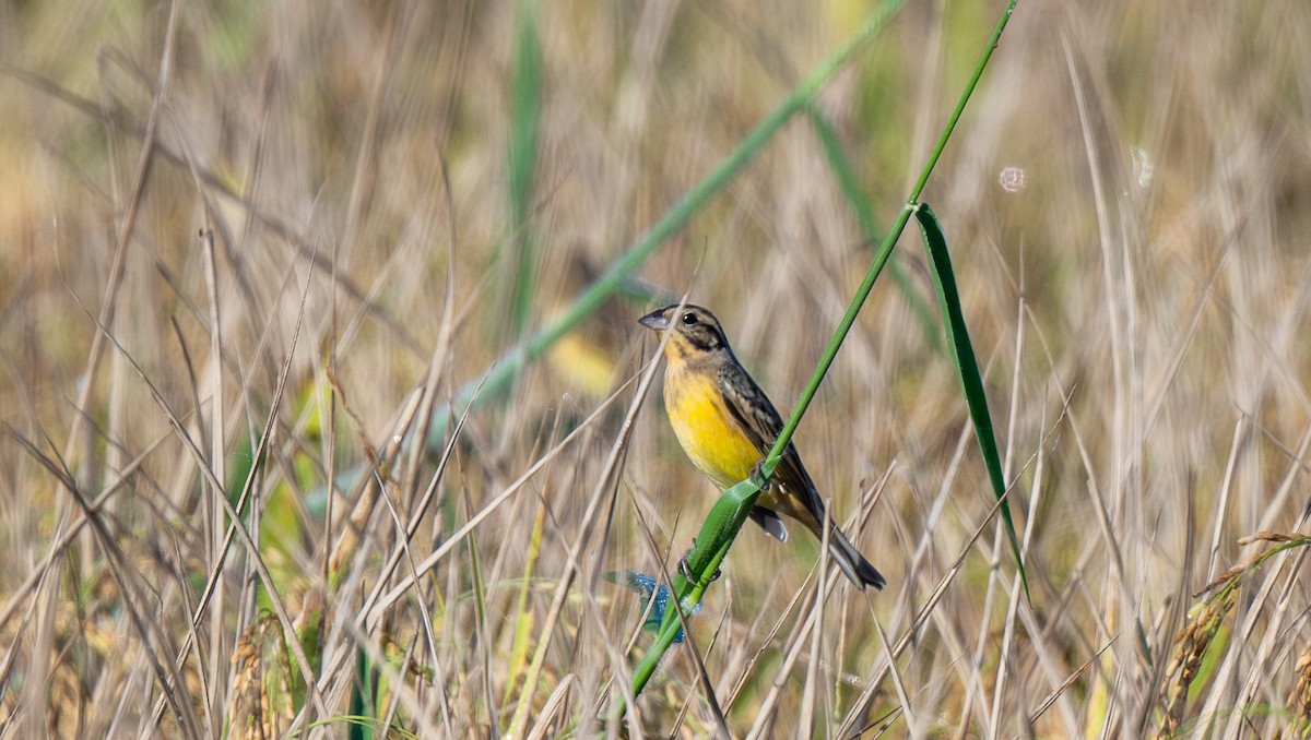 גיבתון צווארון - ML647487089