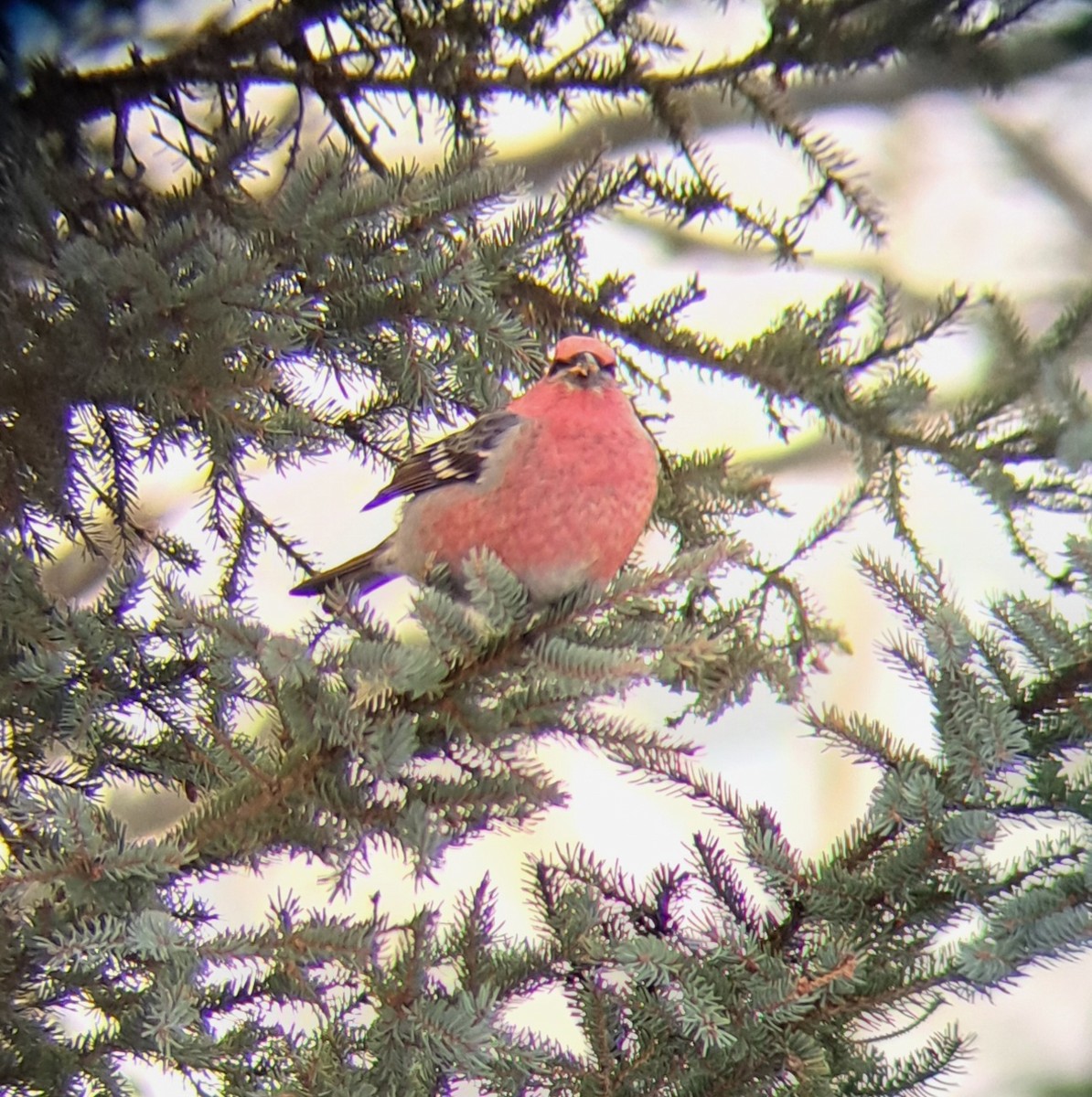 Hakengimpel - ML647487092