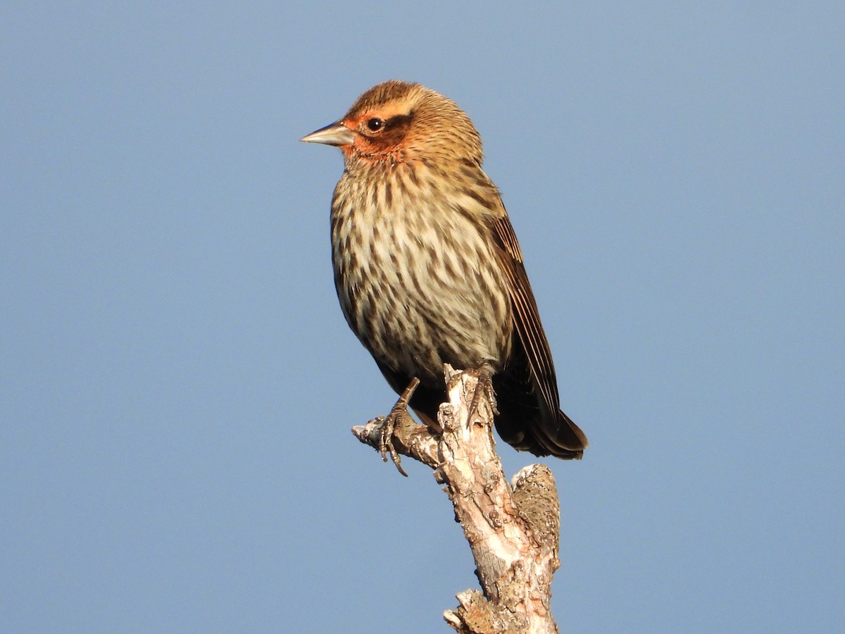 Red-winged Blackbird - ML647487101