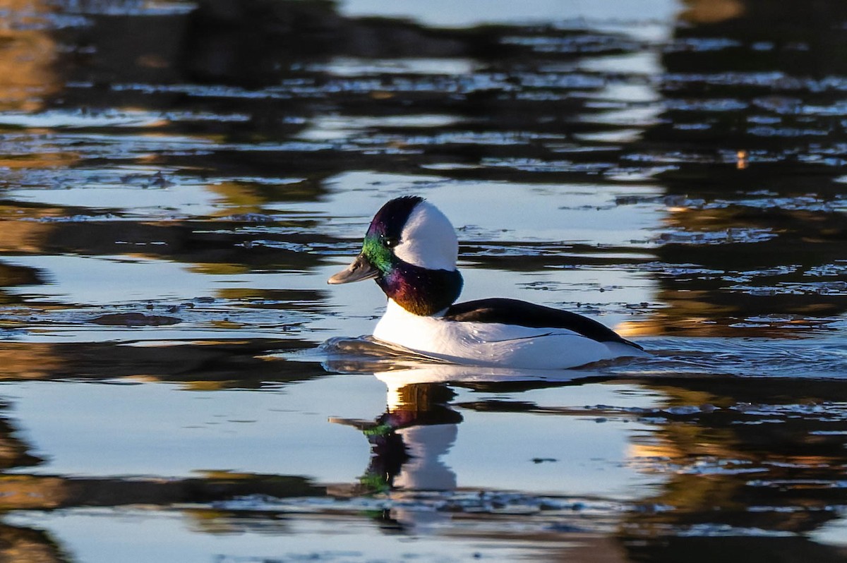 bøffeland - ML647487102