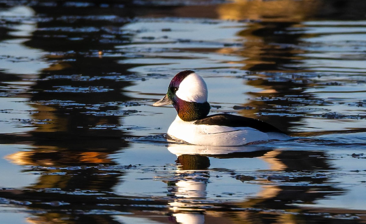 bøffeland - ML647487103