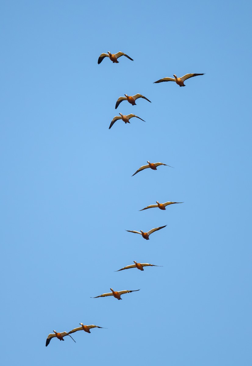 Rostgans - ML647487108