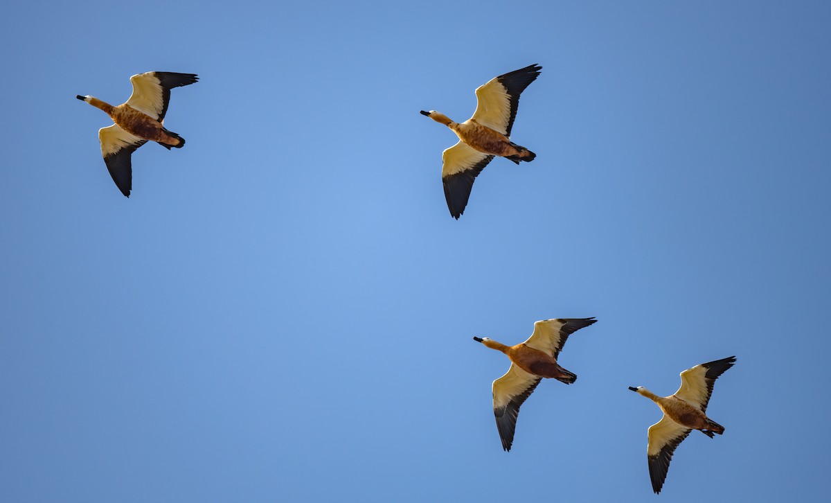 Rostgans - ML647487109