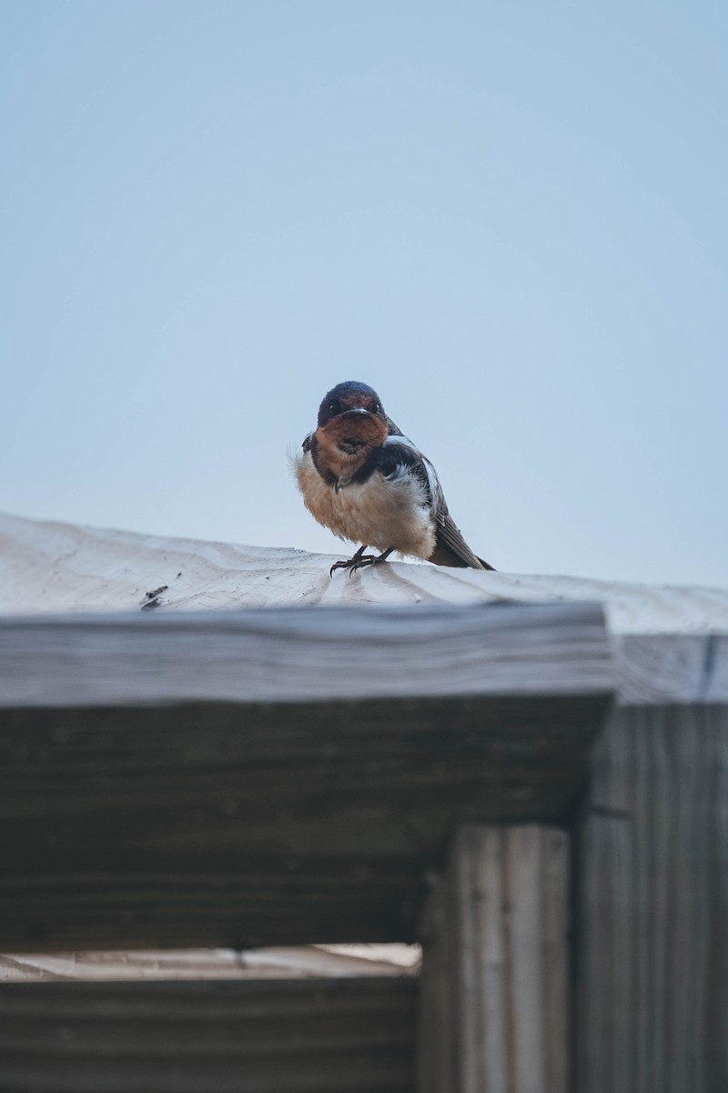 vlaštovka obecná - ML647487128