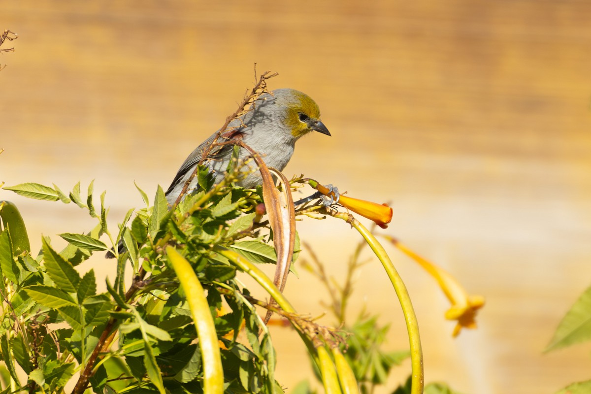 Verdin - ML647487141