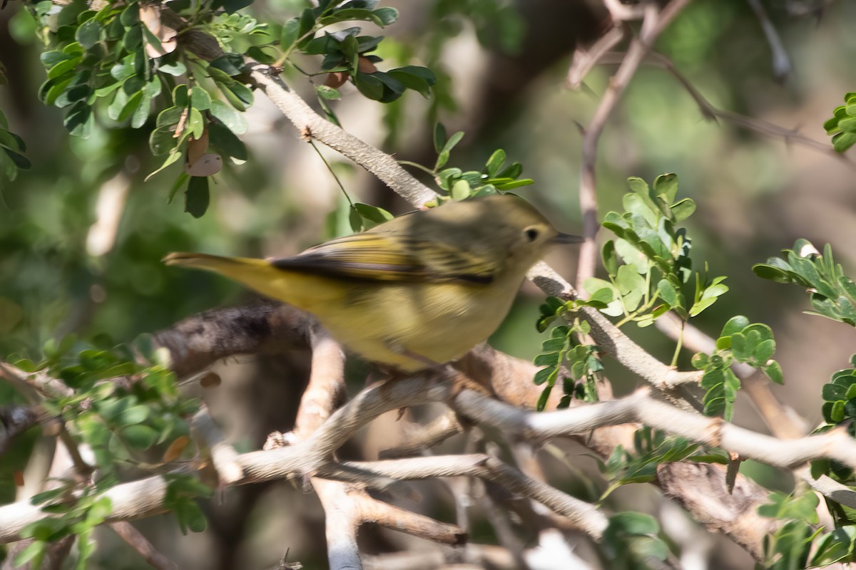 Northern Yellow Warbler - ML647487154