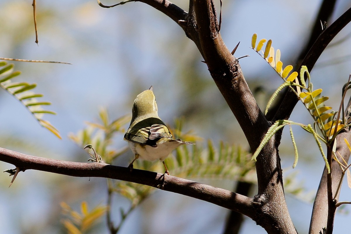 עלווית ירוקה - ML647487157