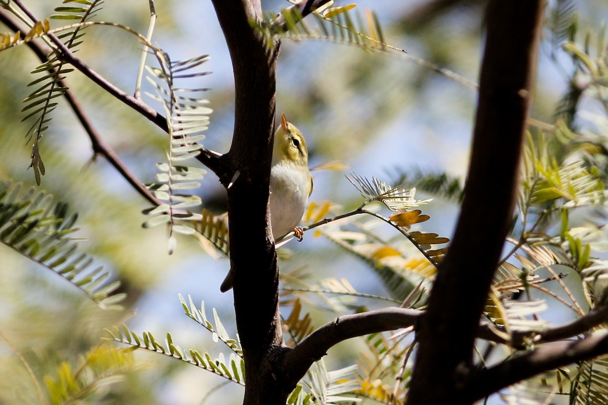 עלווית ירוקה - ML647487158