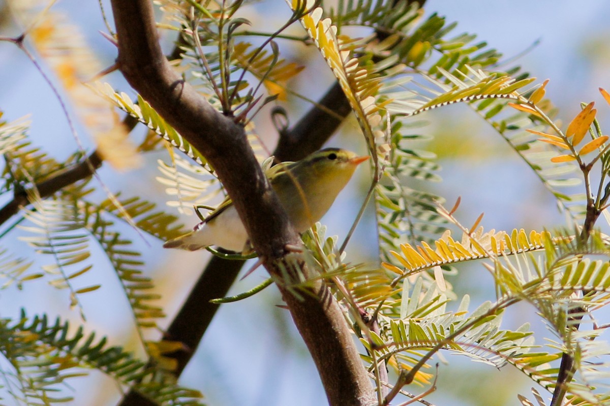 עלווית ירוקה - ML647487159