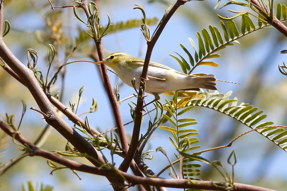 עלווית ירוקה - ML647487160