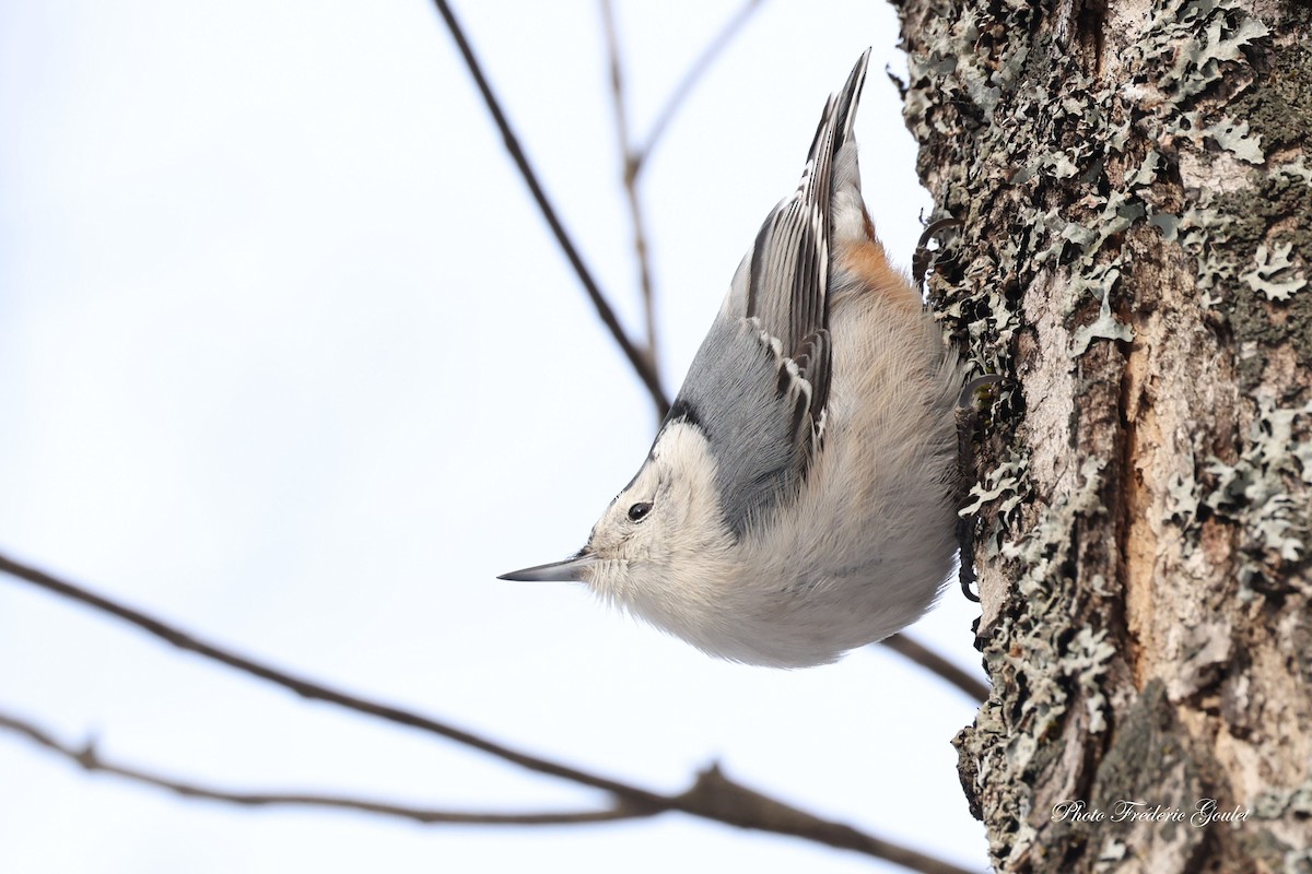 White-breasted Nuthatch - ML647487181