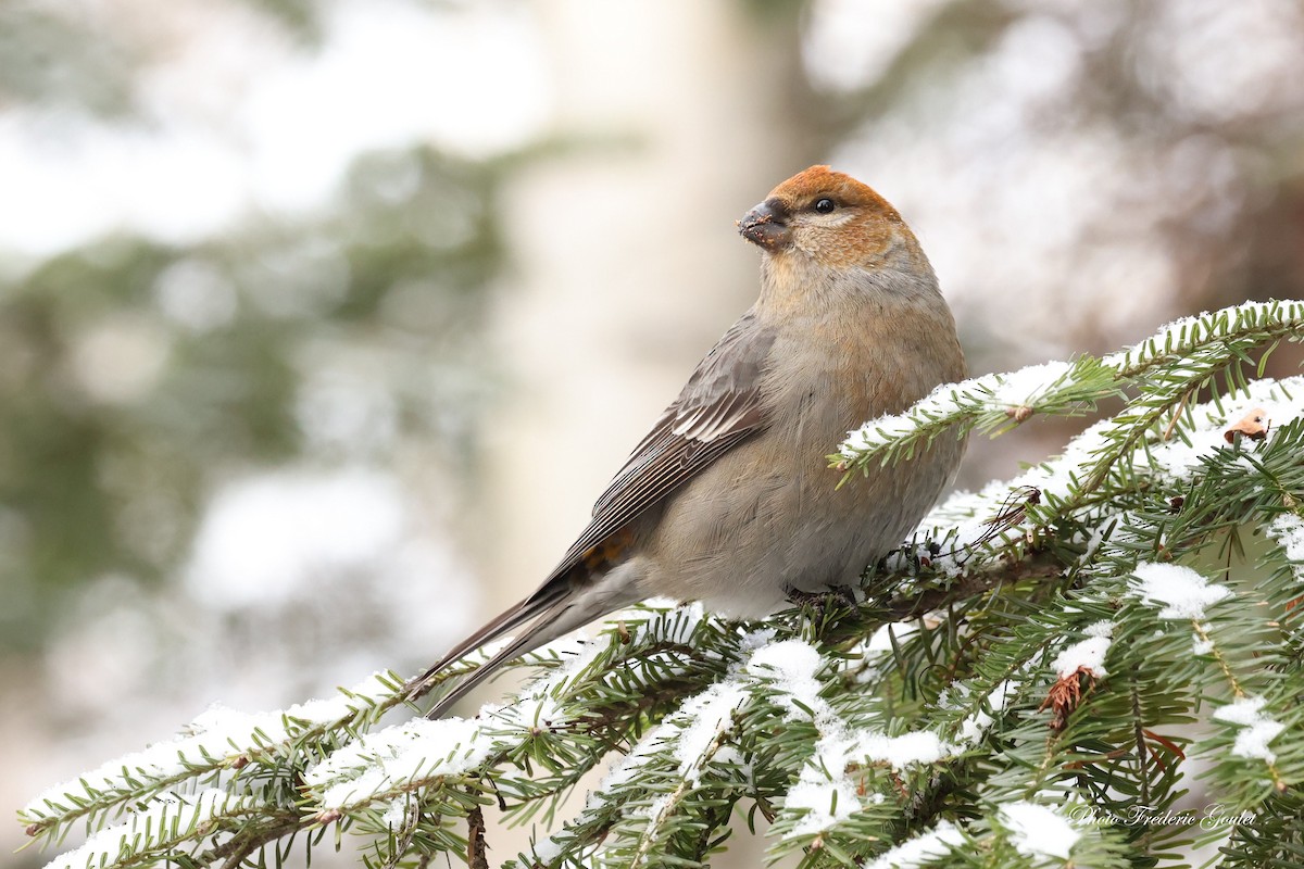Pine Grosbeak - ML647487193