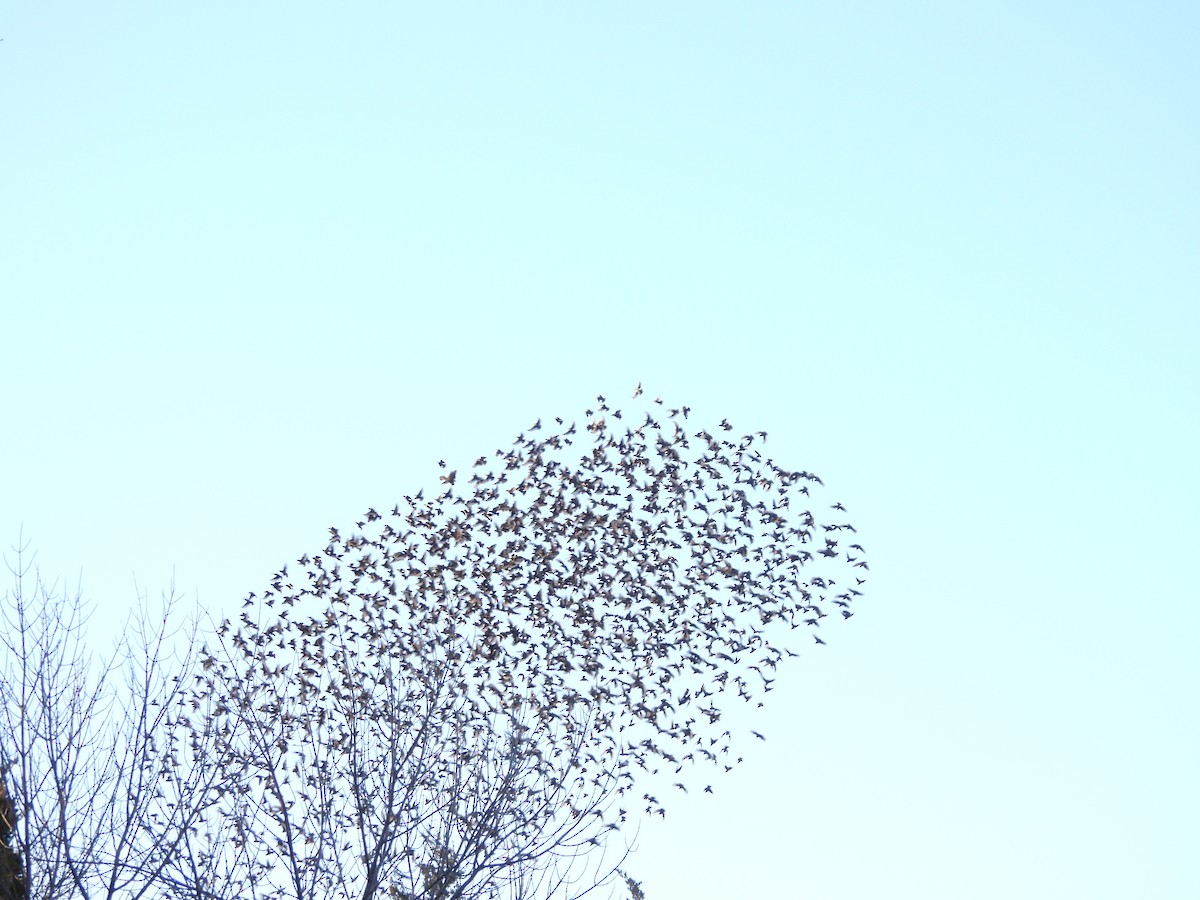 European Starling - ML647487202