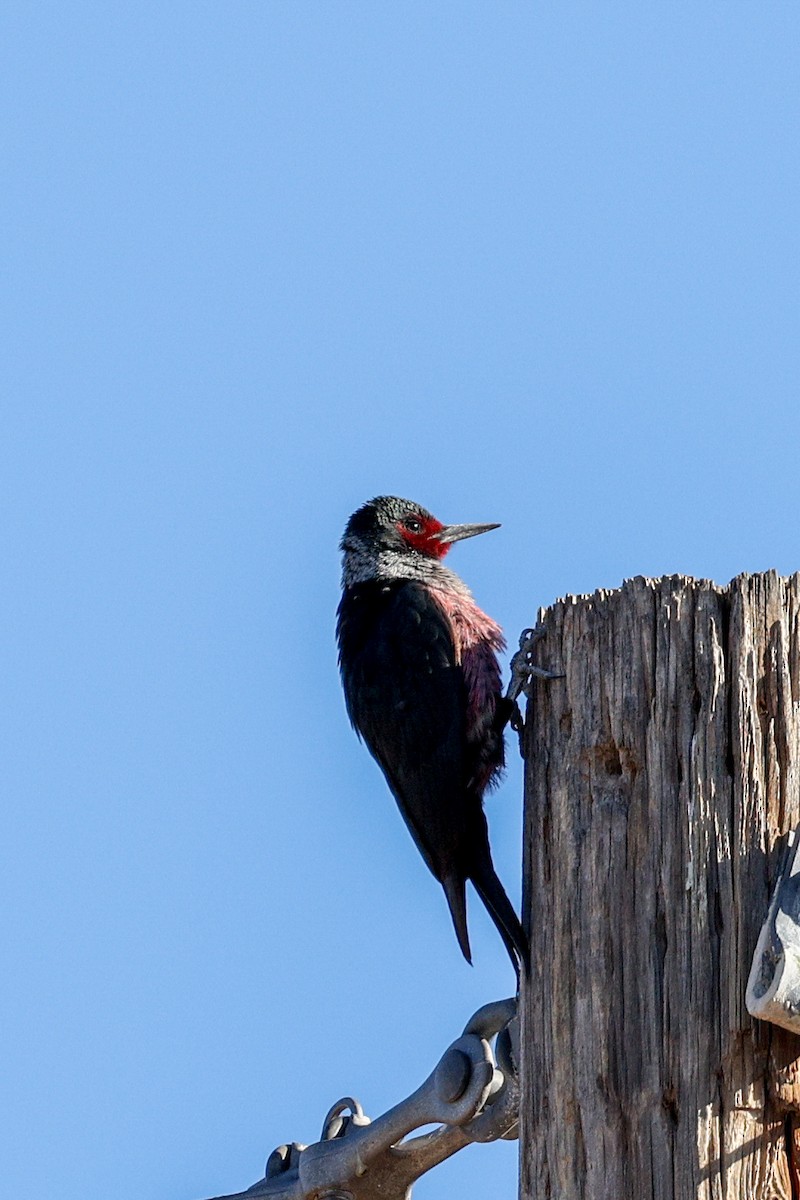 Lewis's Woodpecker - ML647487203