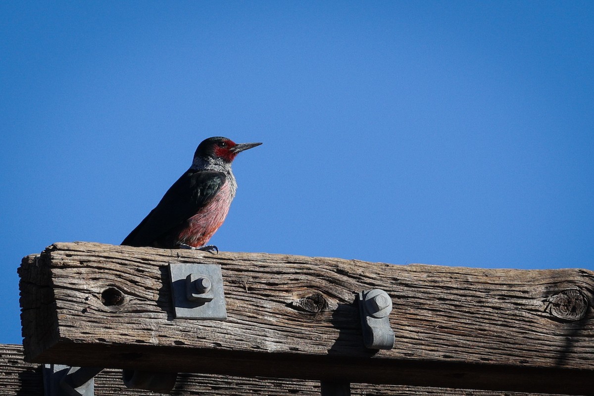 Lewis's Woodpecker - ML647487204