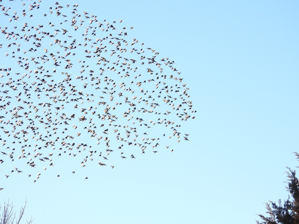 European Starling - ML647487210