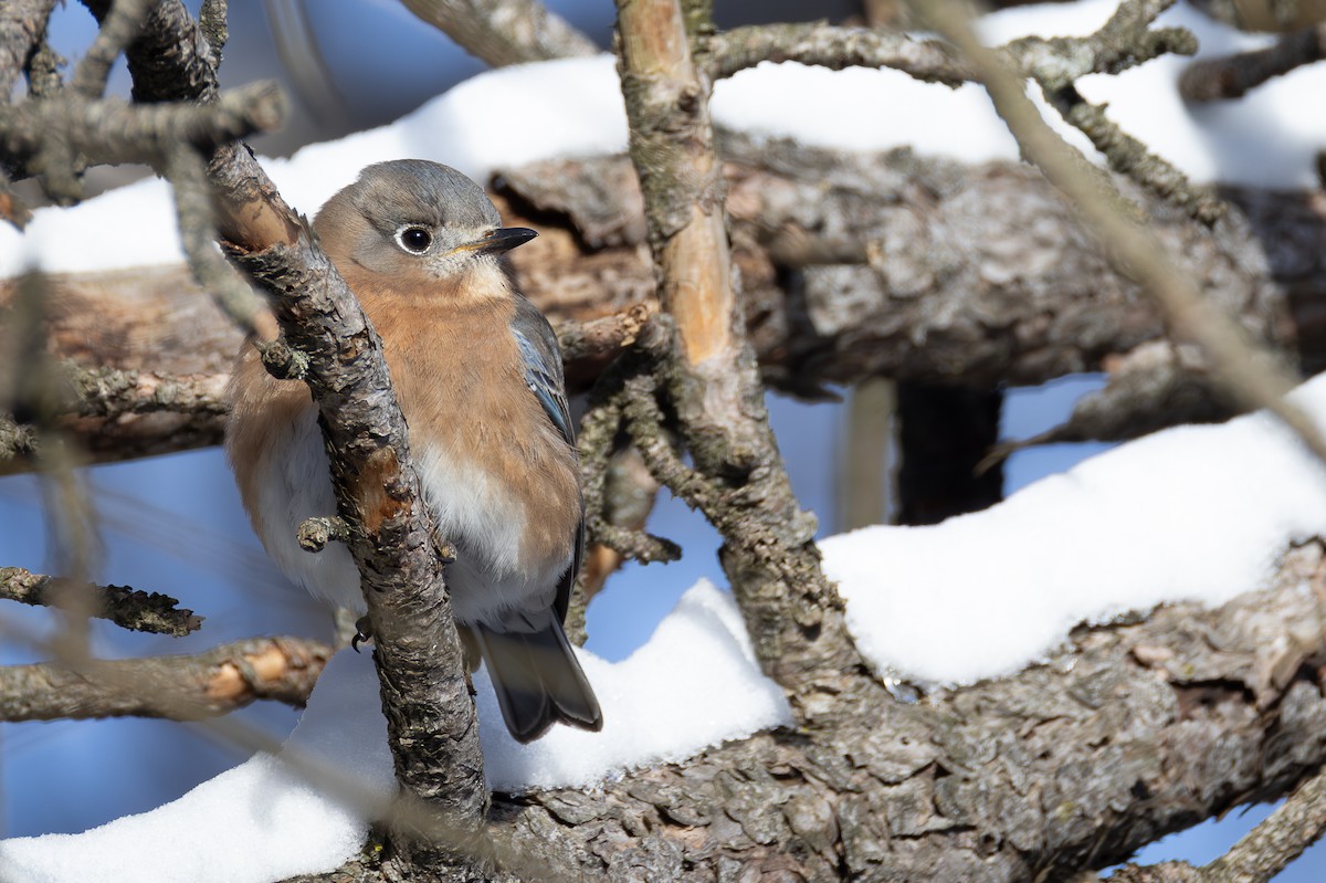 Eastern Bluebird - ML647487216