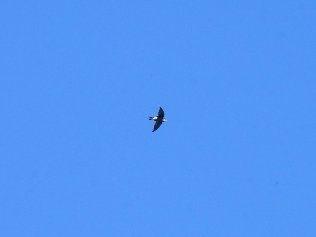 White-throated Needletail - ML647487231