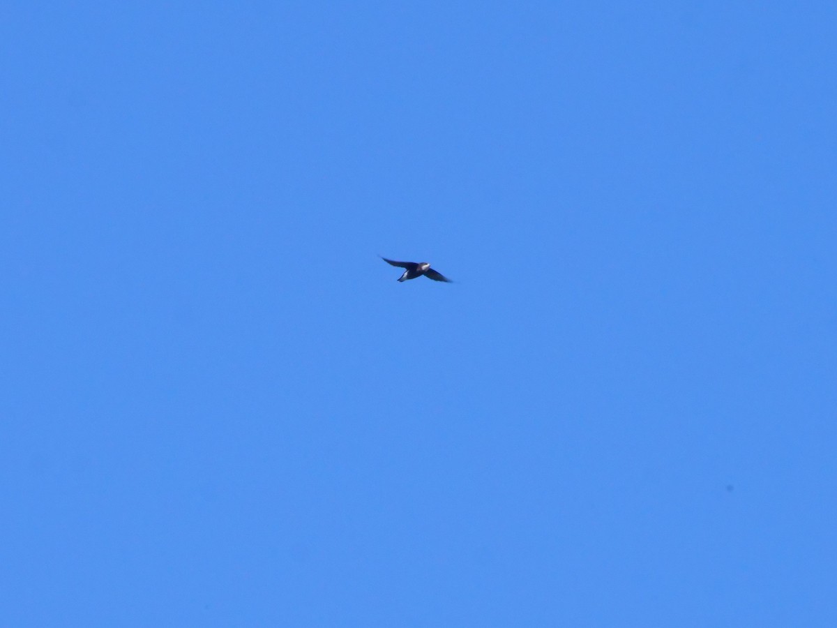 White-throated Needletail - ML647487232