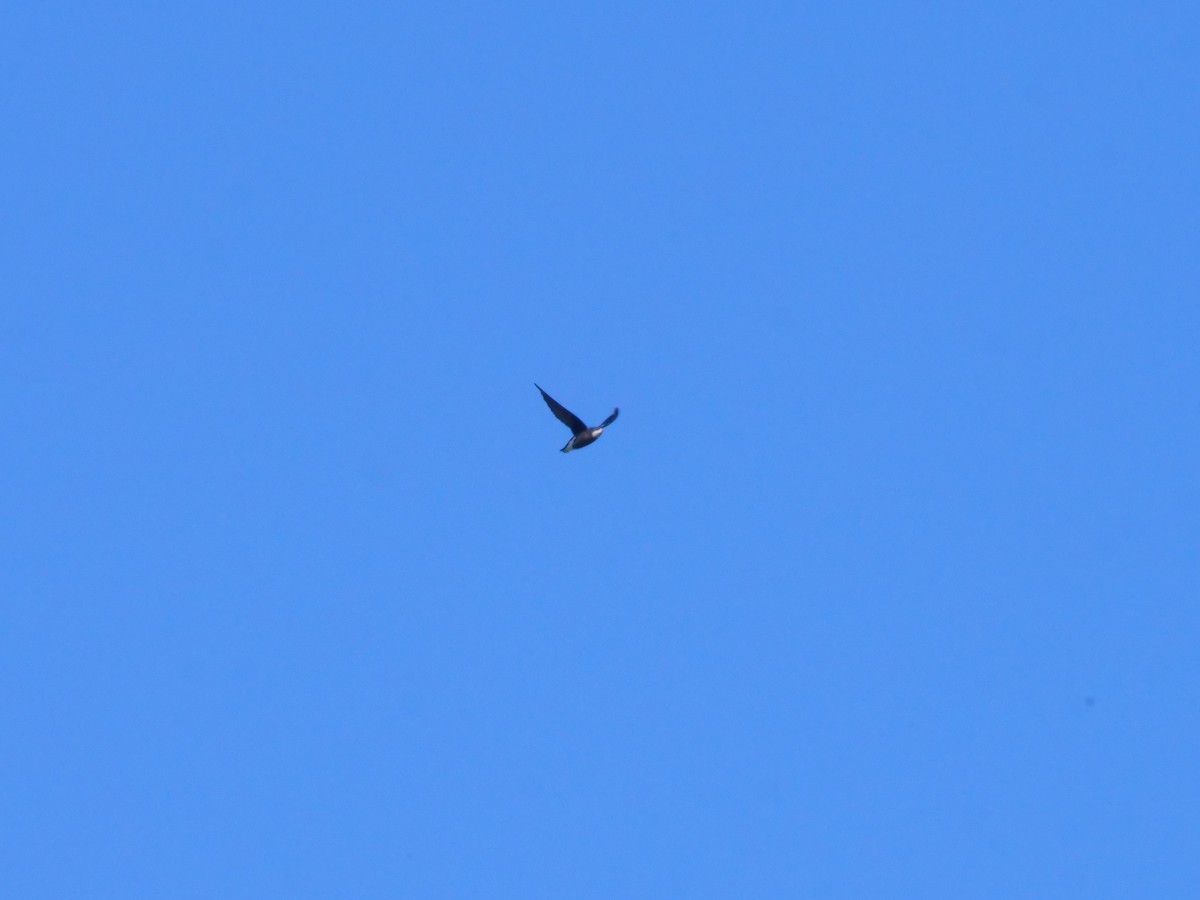 White-throated Needletail - ML647487233