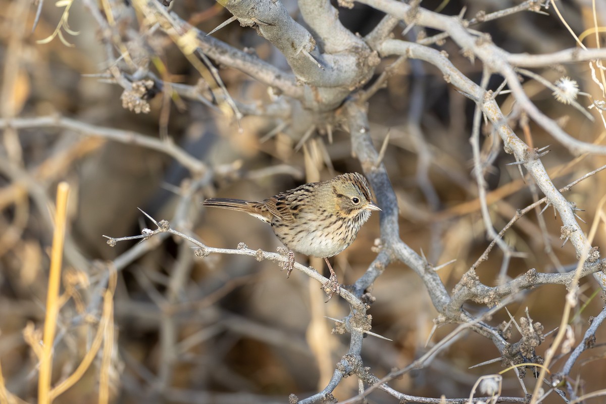 strnadec pruhohlavý - ML647487238