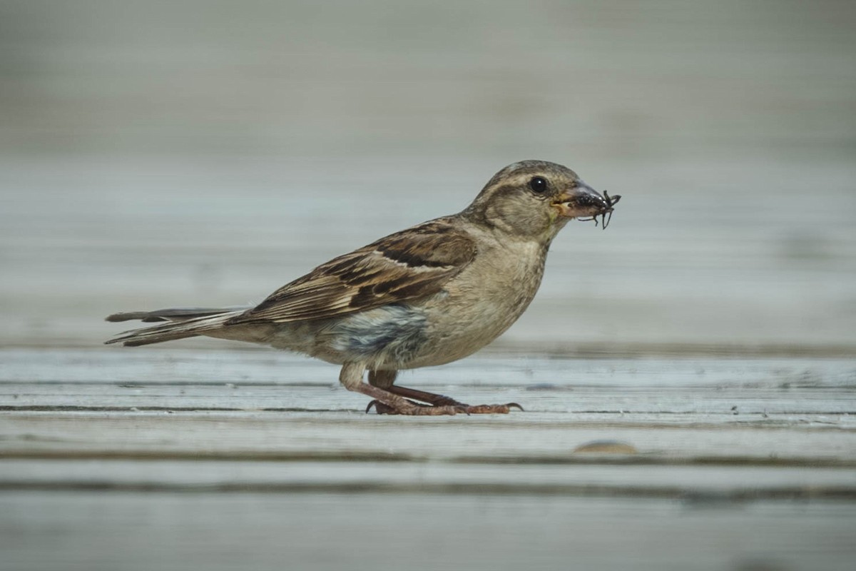 Gorrión Común - ML647487244