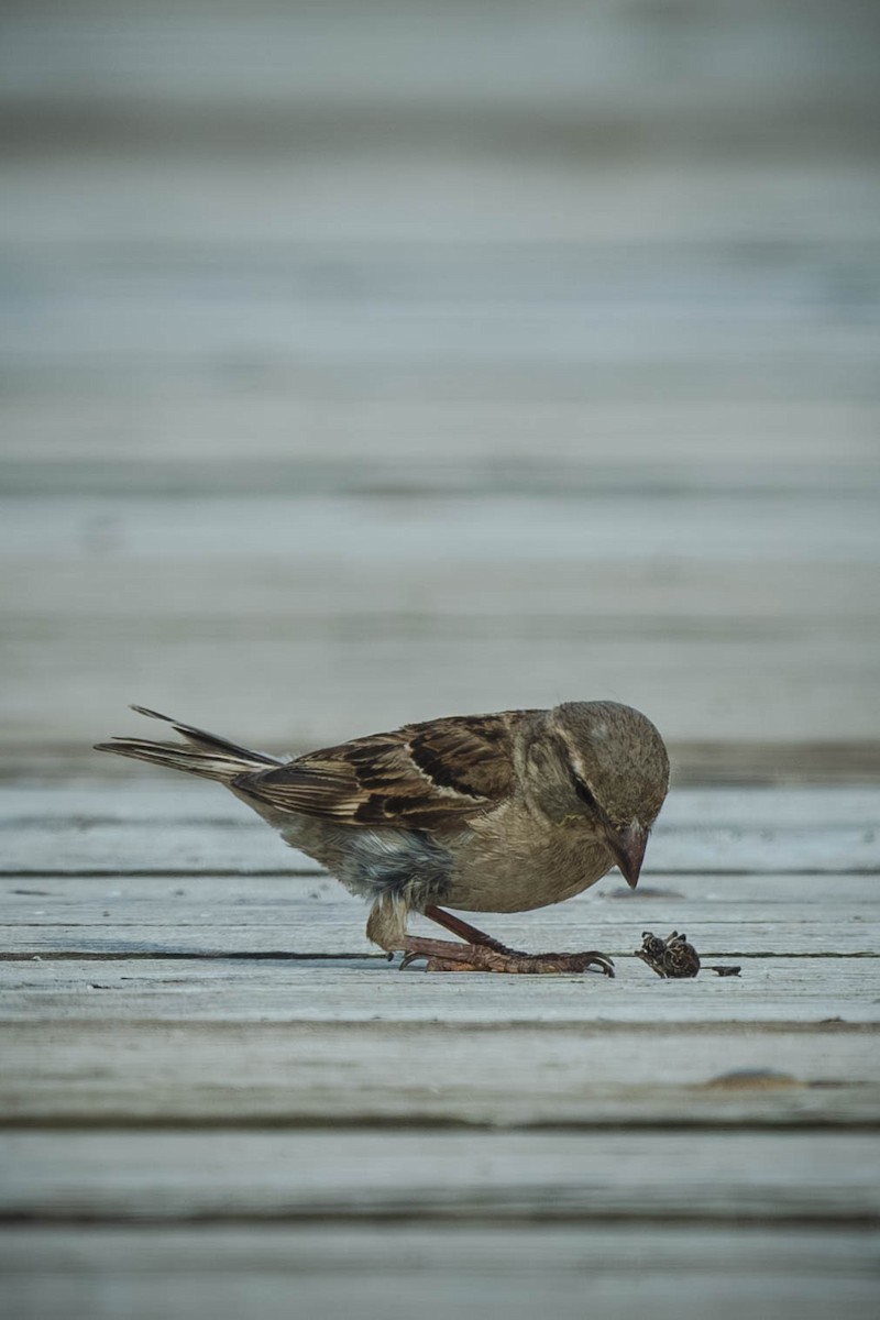 Gorrión Común - ML647487245