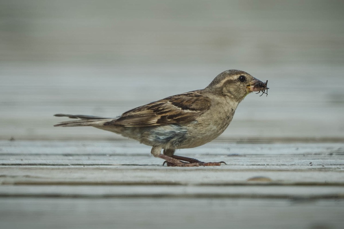 Gorrión Común - ML647487246