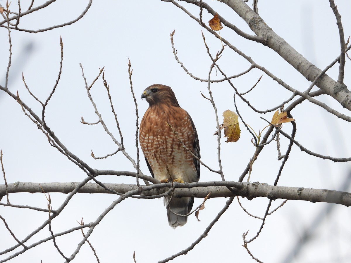 káně páskovaná - ML647487295