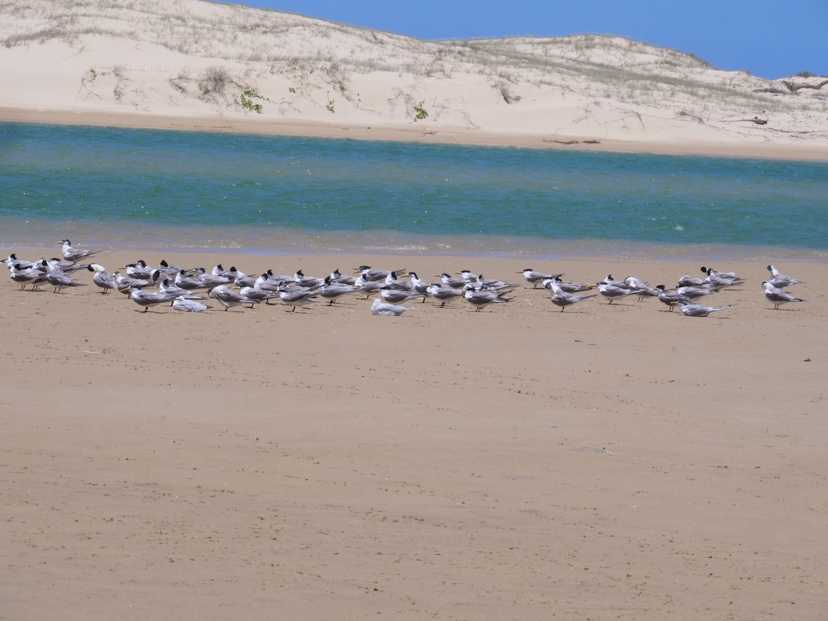 Great Crested Tern - ML647487303