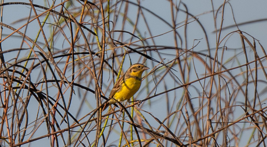גיבתון צווארון - ML647487309