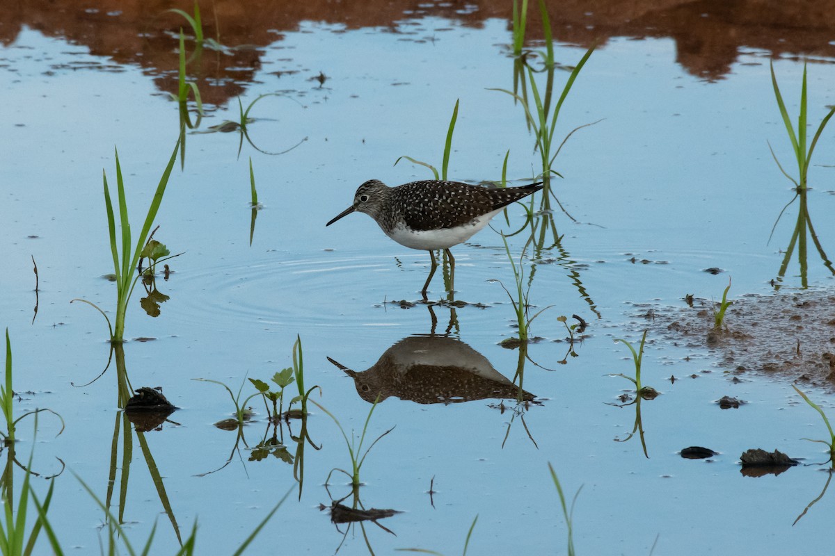 Solitary Sandpiper - ML647487366